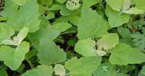 灰灰菜的营养价值_吃灰灰菜的好处