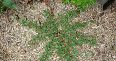 马齿苋和假马齿苋有什么区别