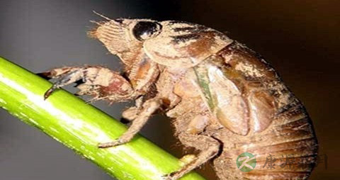 蝉蛹的营养价值_吃蝉蛹的好处