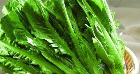 油麦菜的吃法_哪些人不能吃油麦菜
