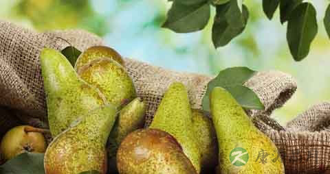 啤梨的吃法_哪些人不能吃啤梨