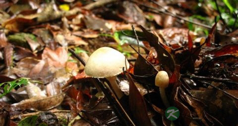 荔枝菌的吃法_哪些人不能吃荔枝菌