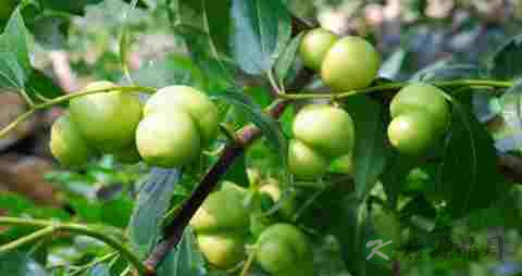 青枣的吃法_哪些人不能吃青枣