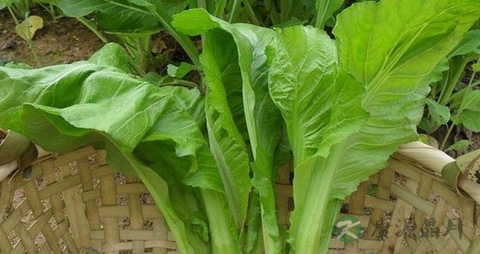 小叶芥菜的吃法_哪些人不能吃小叶芥菜