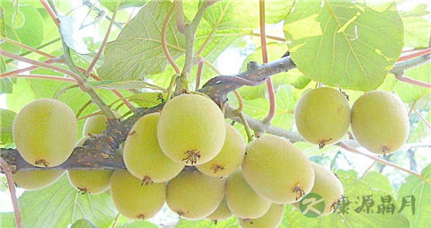 猕猴桃和苹果哪个好