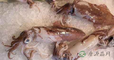 枪乌贼的营养价值_吃枪乌贼的好处 枪乌贼的营养价值_吃枪乌贼的好处