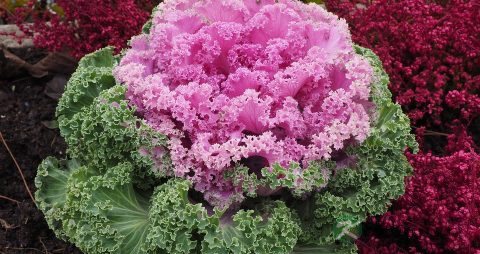 羽衣甘蓝的营养价值_吃羽衣甘蓝的好处