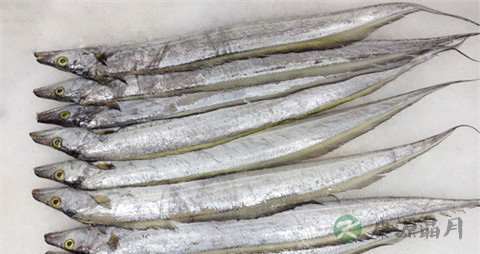 带鱼鳞的营养价值 带鱼鳞的营养价值