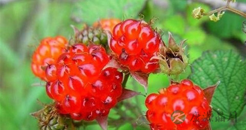 山莓的营养价值_吃山莓的好处