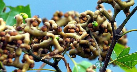 鸡爪梨的吃法_哪些人不能吃鸡爪梨