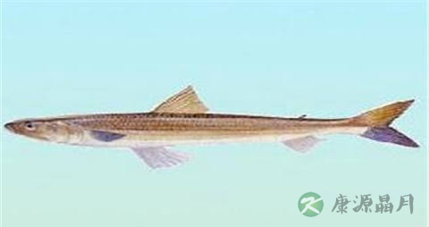 蛇鲻的营养价值_吃蛇鲻的好处