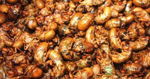 知了猴变黑了还能吃吗 知了猴变黑了还能吃吗