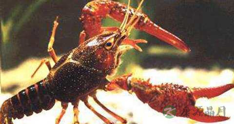 刺蛄的营养价值_吃刺蛄的好处