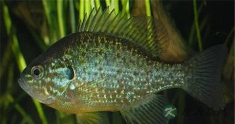 太阳鱼的营养价值_吃太阳鱼的好处