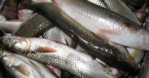 梭鱼的营养价值_吃梭鱼的好处 梭鱼的营养价值_吃梭鱼的好处