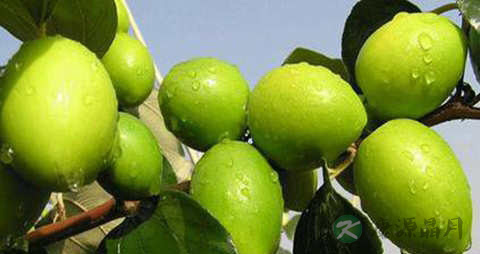 台湾青枣的吃法_哪些人不能吃台湾青枣
