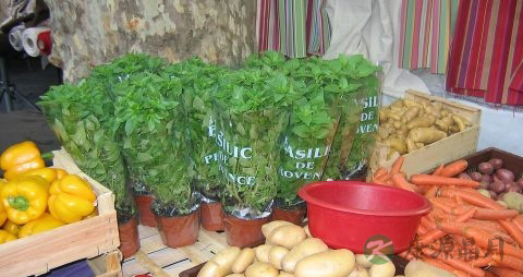 新鲜茶树菇怎么保存