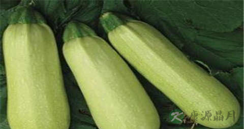 笋瓜的吃法_哪些人不能吃笋瓜 笋瓜的吃法_哪些人不能吃笋瓜