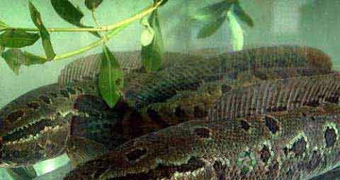 黑鱼的营养价值_吃黑鱼的好处 黑鱼的营养价值_吃黑鱼的好处