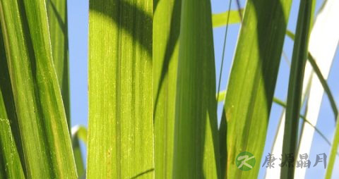 包粽子的叶子叫什么