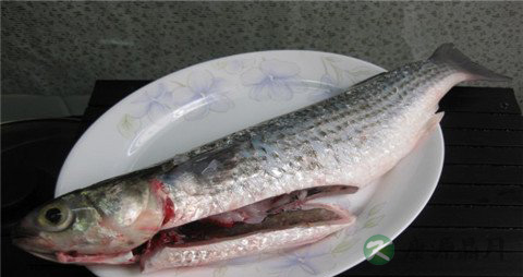 乌头鱼的营养价值_吃乌头鱼的好处