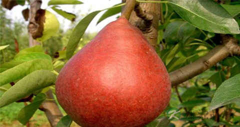 红茄梨的吃法_哪些人不能吃红茄梨 红茄梨的吃法_哪些人不能吃红茄梨