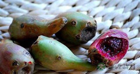 仙人掌果的吃法_哪些人不能吃仙人掌果