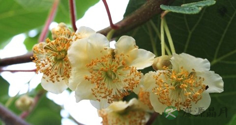 奇异果的营养价值_吃奇异果的好处