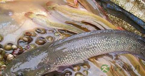 月鳢的营养价值_吃月鳢的好处 月鳢的营养价值_吃月鳢的好处