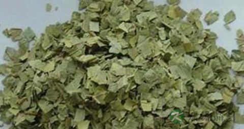 番石榴叶治腹泻吗