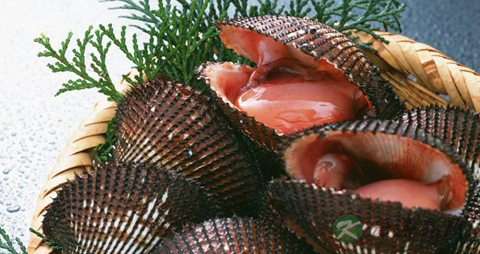 赤贝的营养价值_吃赤贝的好处