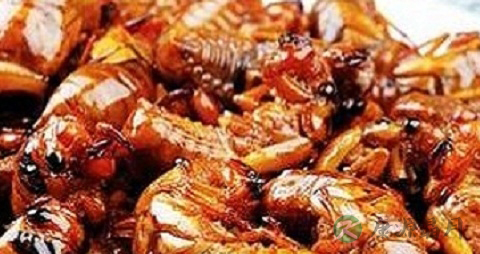 知了猴全身都可以吃吗 知了猴全身都可以吃吗