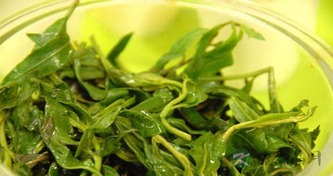 枸杞芽的吃法_哪些人不能吃枸杞芽