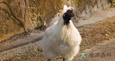 乌鸡的营养价值_吃乌鸡的好处
