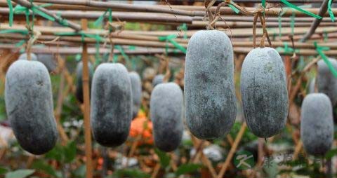 冬瓜皮薏仁汤的功效