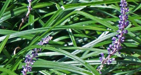 麦冬可以和什么煲汤 麦冬可以和什么煲汤