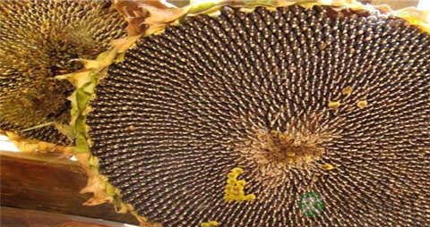 葵花子的吃法_哪些人不能吃葵花子