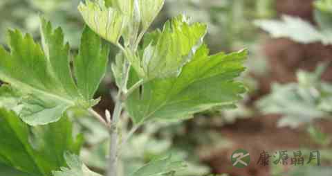 艾草的吃法_哪些人不能吃艾草