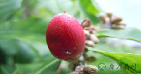 神秘果的营养价值_吃神秘果的好处