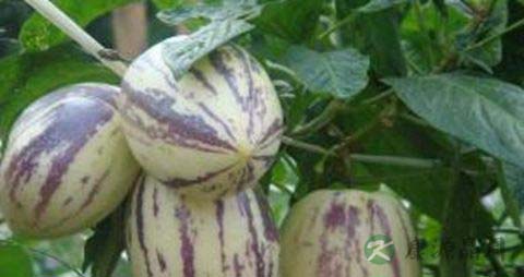 茄瓜的营养价值_吃茄瓜的好处