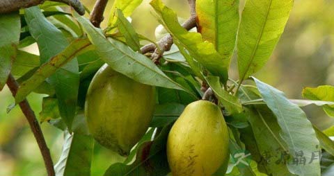 蛋黄果的吃法_哪些人不能吃蛋黄果