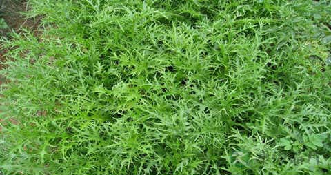 雪里红的营养价值_吃雪里红的好处