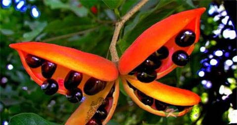 苹婆的营养价值_吃苹婆的好处