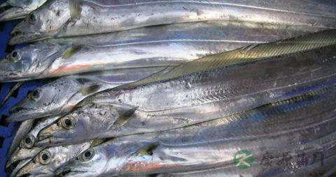 白带鱼的营养价值_吃白带鱼的好处 白带鱼的营养价值_吃白带鱼的好处