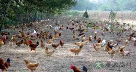 土鸡的营养价值_吃土鸡的好处