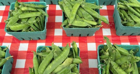 炒荷兰豆要焯水吗 炒荷兰豆要焯水吗