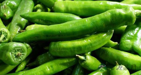 吃青椒会上火吗