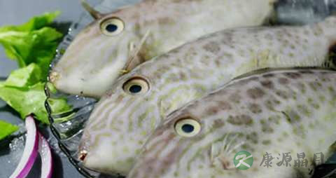皮匠鱼的营养价值_吃皮匠鱼的好处 皮匠鱼的营养价值_吃皮匠鱼的好处