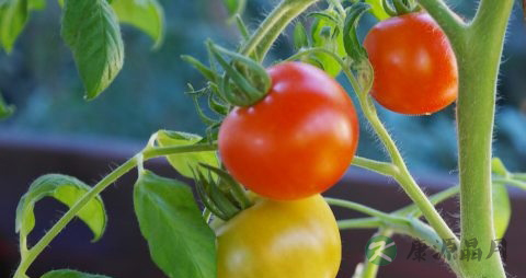 西红柿怎么选