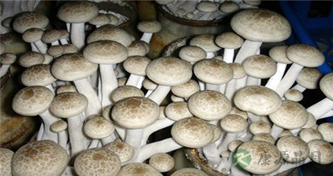 蟹味菇的营养价值_吃蟹味菇的好处